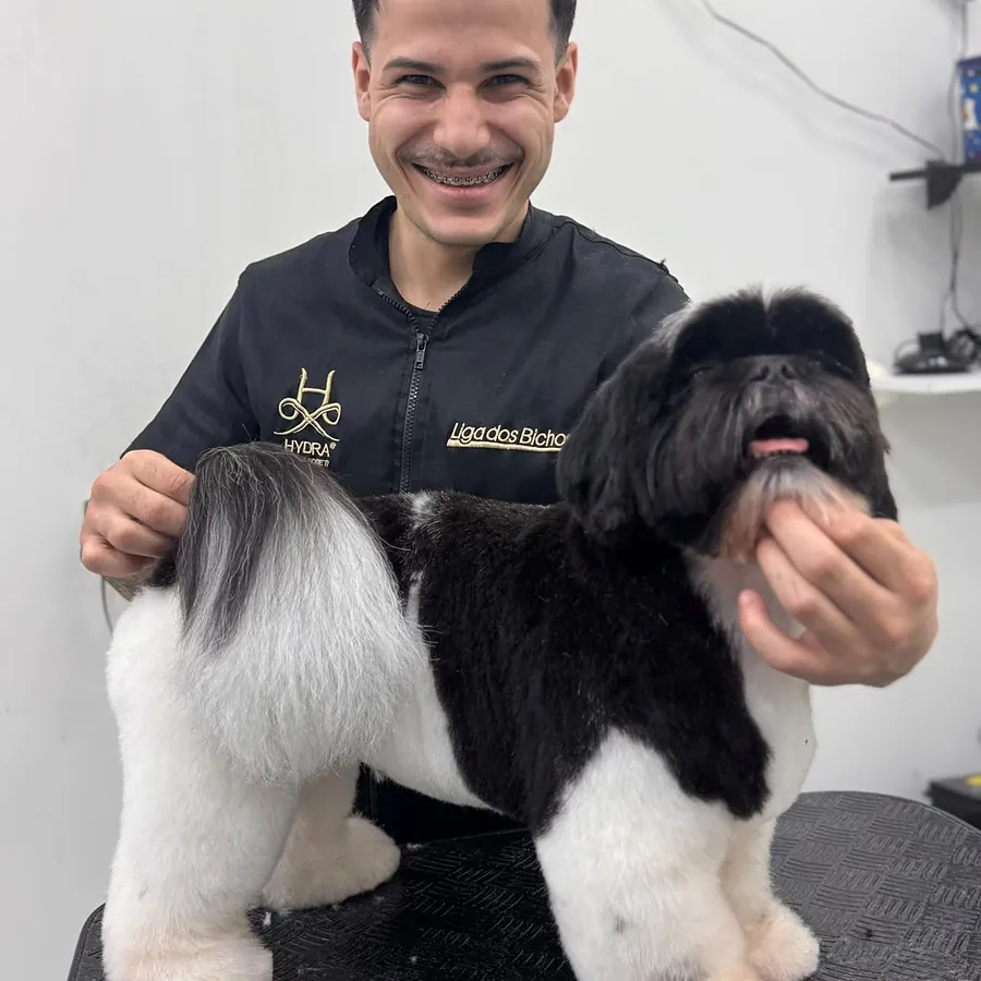 Shih-tzu preto e branco com tosa na tesoura
