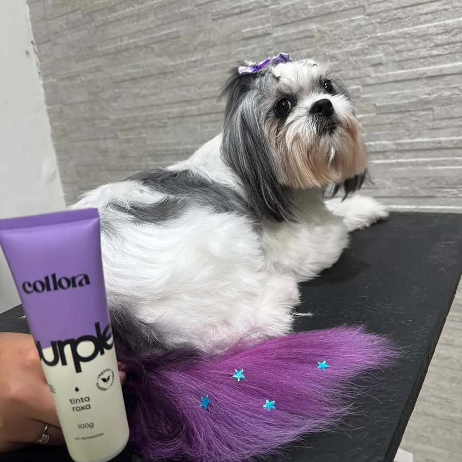Shih-tzu com tonalização roxa nas pontas da pelagem