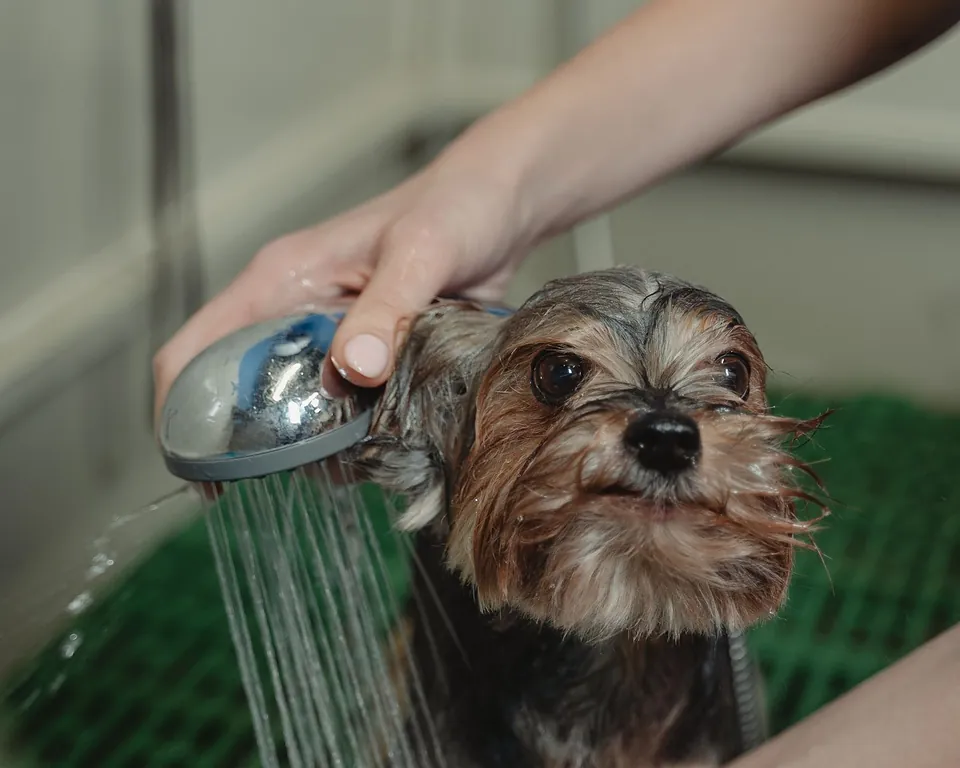 Yorkshire recebendo banho com ducha em banheira de pet shop