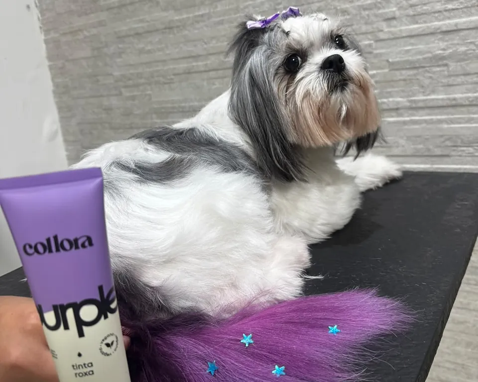 Shih-tzu com tonalização roxa nas pontas da pelagem